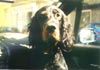 Gordon Setter Hund