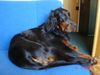 Gordon Setter Hund