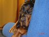 Gordon Setter Hund