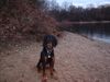 Gordon Setter Hund