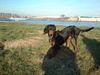 Gordon Setter Hund