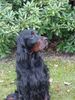 Gordon Setter Hund