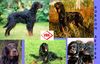 Gordon Setter Hund