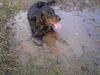 Gordon Setter Hund