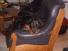 Gordon Setter Hund