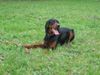 Gordon Setter Hund