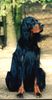 Gordon Setter Hund