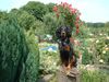 Gordon Setter Hund