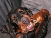 Gordon Setter Hund