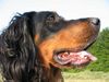 Gordon Setter Hund