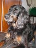 Gordon Setter Hund