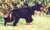 Gordon Setter Hund