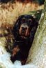 Gordon Setter Hund