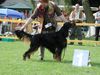 Gordon Setter Hund