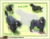 Gordon Setter Hund