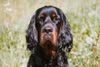 Gordon Setter Hund