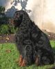 Gordon Setter Hund