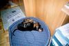 Gordon Setter Hund