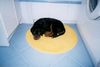 Gordon Setter Hund