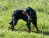 Gordon Setter Hund