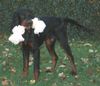 Gordon Setter Hund