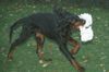 Gordon Setter Hund