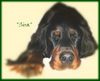 Gordon Setter Hund