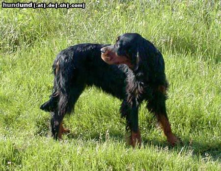 Gordon Setter