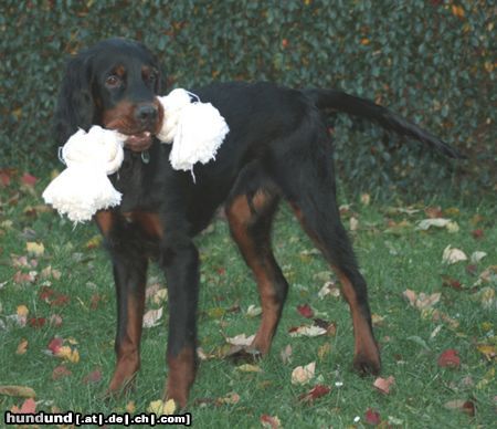 Gordon Setter Sam 6 Monate beim Apport