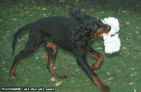 Gordon Setter Sam 6 Monate - Keine Zeit für's Fotoshooting