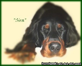 Gordon Setter Unsere Zuckerschnecke