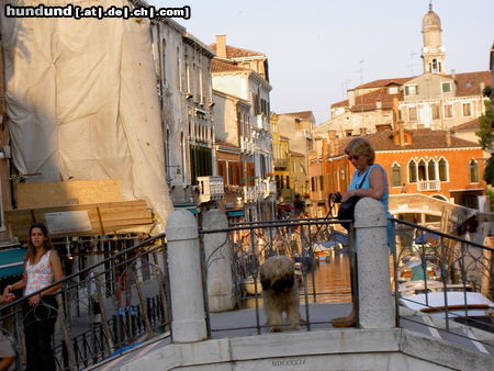 Gos d´Atura Català Rico in Venedig