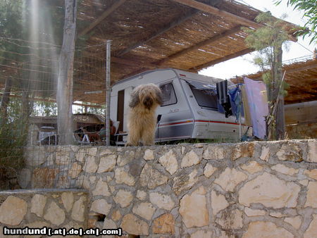 Gos d´Atura Català Rico in Griechenland (Zakynthos)