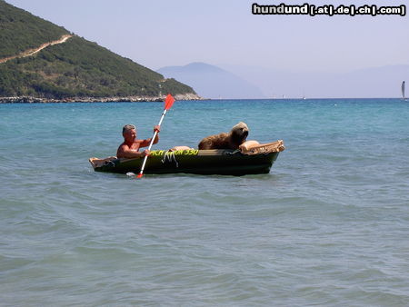 Gos d´Atura Català Rico in Griechenland (Lefkada)