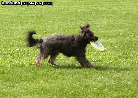 Gos d´Atura Català luna spielt für ihr Leben gern Frisbee.Auf der Holländischen Meisterschaft waren alle Richter begeistert von dieser Ihnen völlig unbekannten Rasse weil sie nicht nur schnell und klasse spielt sondern auch noch süß aussieht mit ihrem Fell.