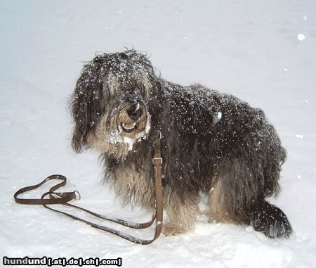 Gos d´Atura Català Iloscha die kleine Schneefrau