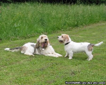 Grand Basset Griffon Vendéen Groß und Klein verstehen sich gut!