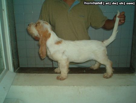 Grand Basset Griffon Vendéen Grand Basset Griffon Vendeen puppy