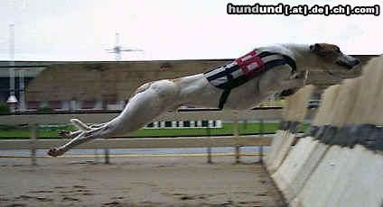 Greyhound