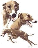 Greyhound