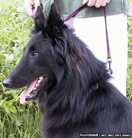 Groenendael Baily von der Notburgahöhle