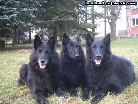 Groenendael Mutter Amra,Tochter Akira und Sohn Arek