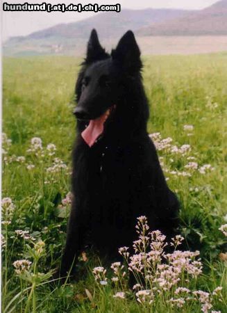 Groenendael Shadow