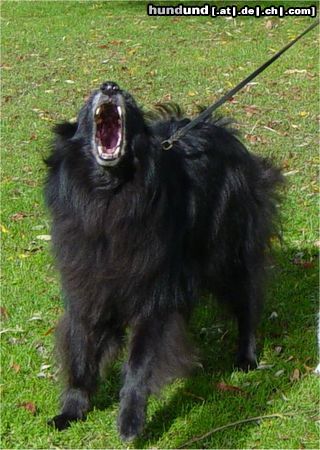 Groenendael Lucas als zwarte wolf 