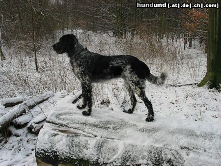 Grosser Münsterländer Unsere GM Hündin Gina in ihrem Element