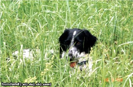 Grosser Münsterländer Niki beim Wandern