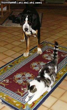 Grosser Schweizer Sennenhund Leo und Kater Mikesch