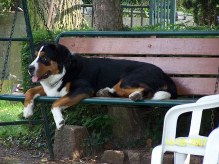 Grosser Schweizer Sennenhund Mein Haus...........Meine Schaukel...usw.