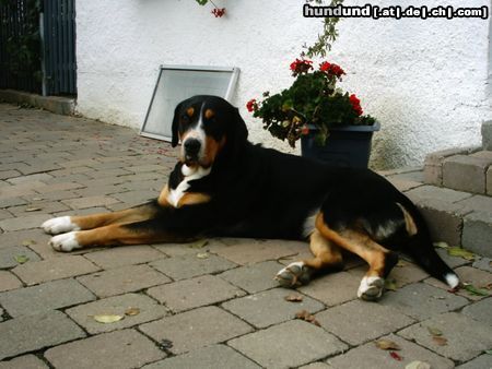 Grosser Schweizer Sennenhund Hallo, ich heiße Alpha...