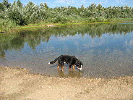 Grosser Schweizer Sennenhund kleine Abkühlung gefällig?